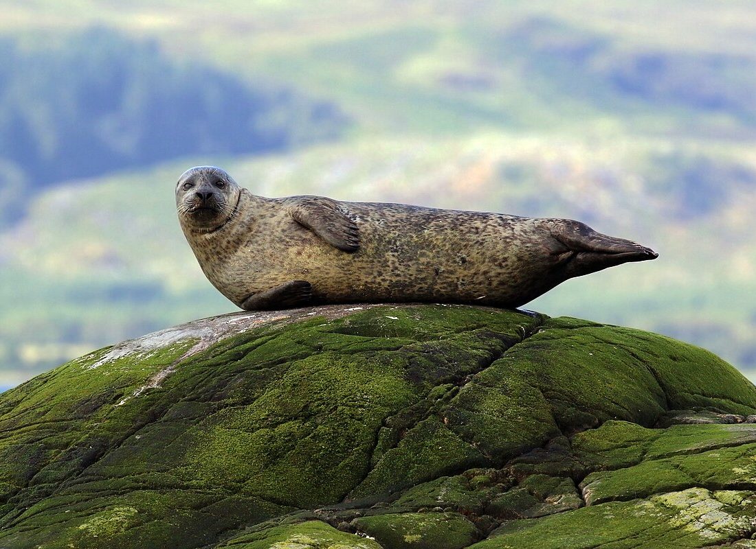 Harbor Seal reference