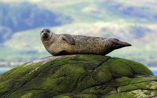 Harbor Seal reference