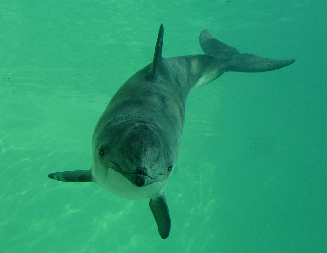 Harbour Porpoise reference