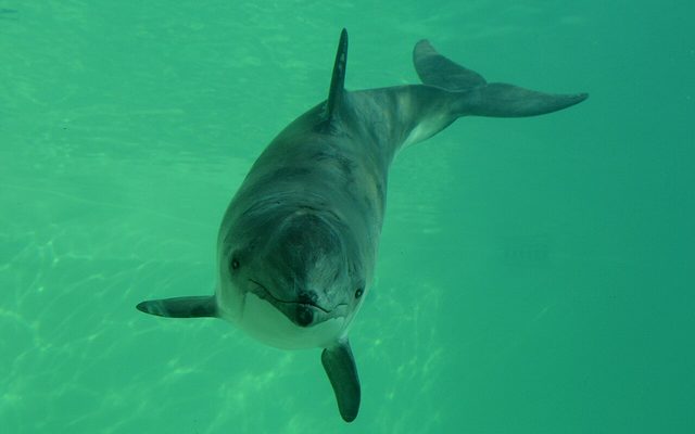 Harbor Porpoise reference