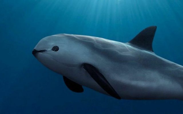 Vaquita reference