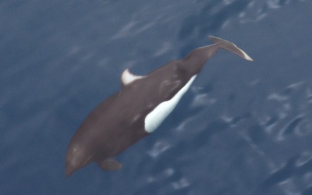 Dall's Porpoise reference