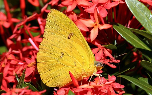 Cloudless Sulphur reference