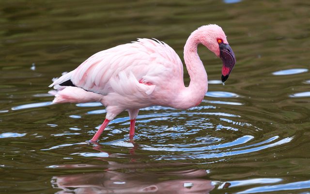 Lesser Flamingo reference