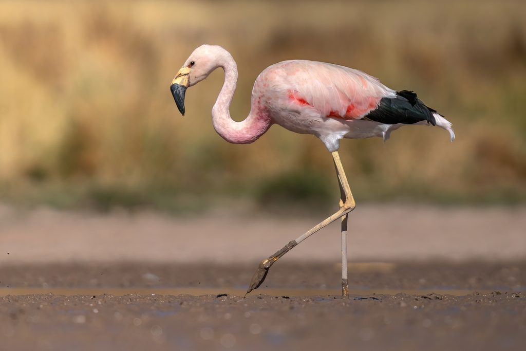 Andean Flamingo reference