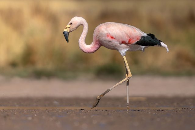 Andean Flamingo reference