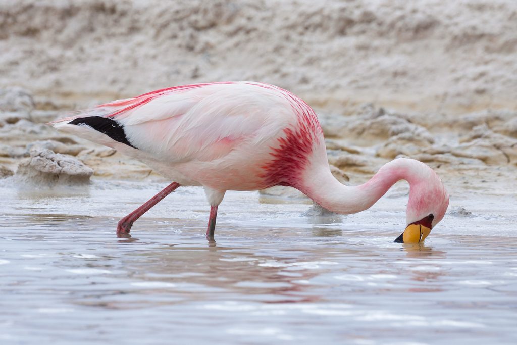 James's Flamingo reference