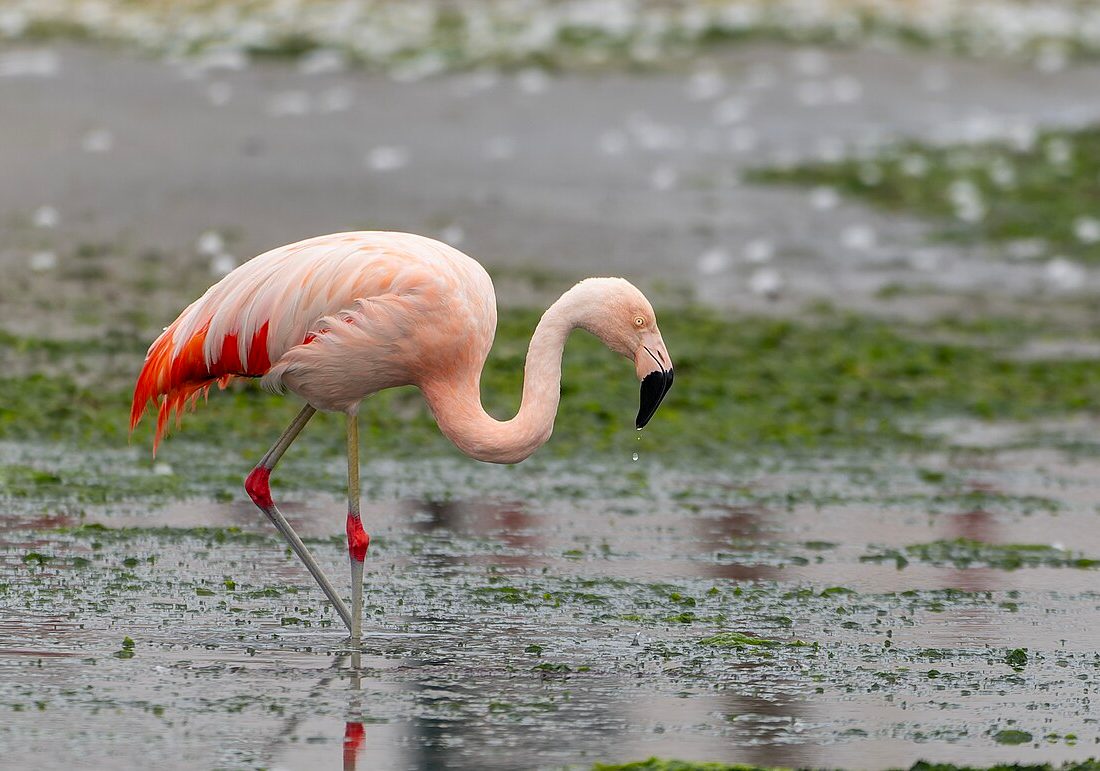 Chilean Flamingo reference
