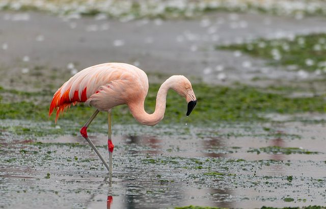 Chilean Flamingo reference