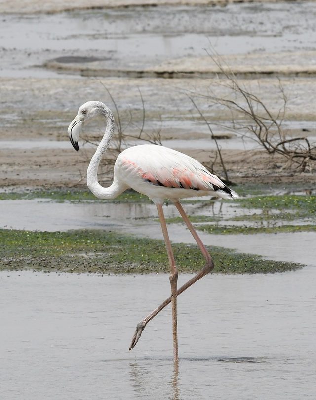 Greater Flamingo reference
