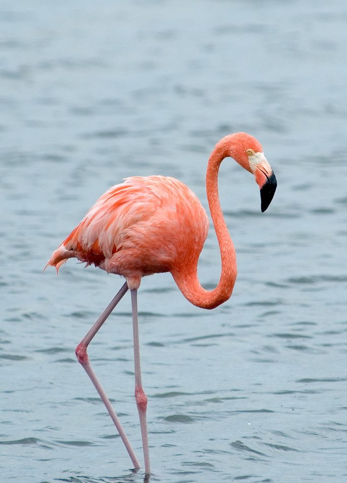 American Flamingo reference
