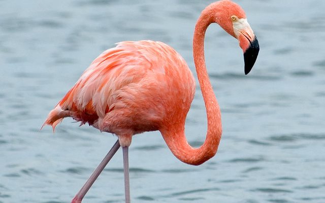 American Flamingo reference