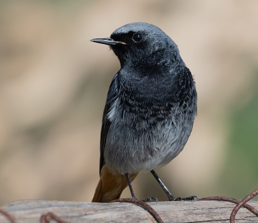 Black Redstart reference