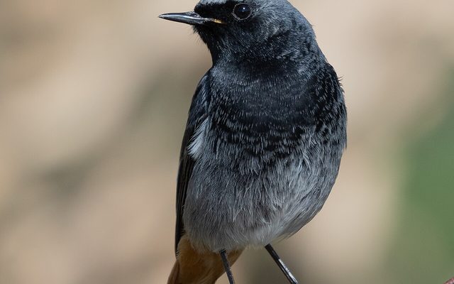 Black Redstart reference
