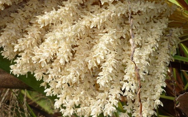 Canary Island Date Palm reference