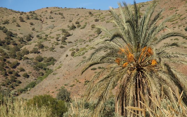 Date Palm reference