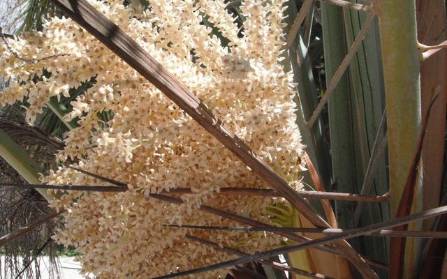 Senegal Date Palm reference