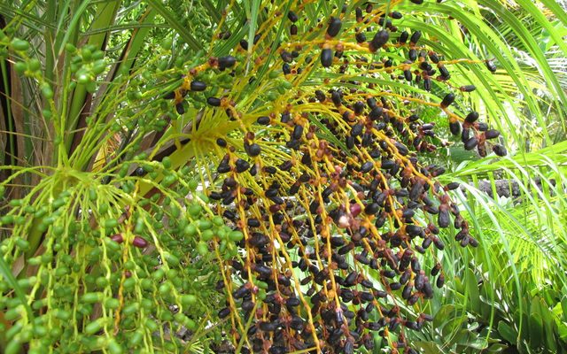 Dwarf Date Palm reference