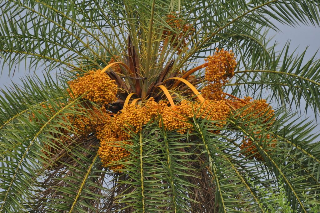 sugar date palm reference