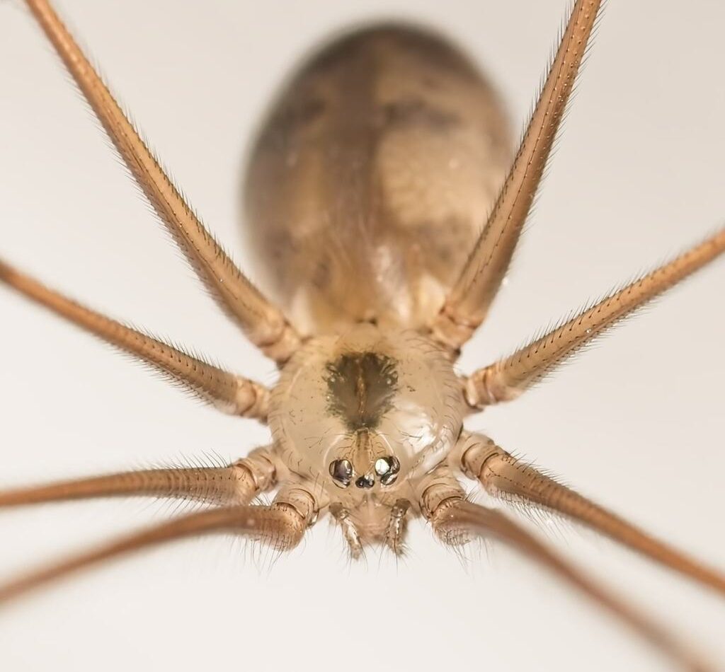 Long-bodied Cellar Spider reference