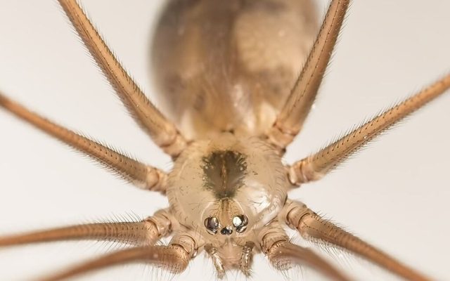Long-bodied Cellar Spider reference