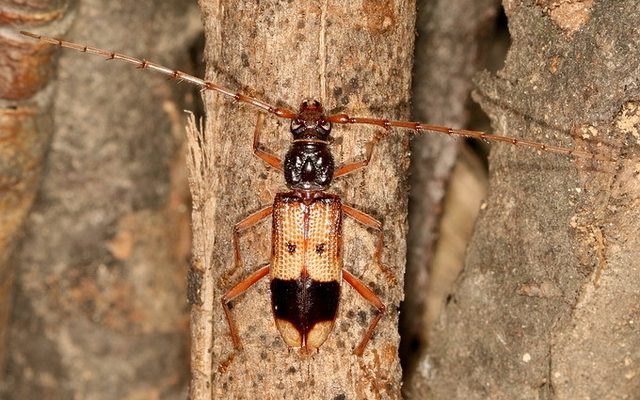 Yellow-Horned Eucalyptus Borer reference