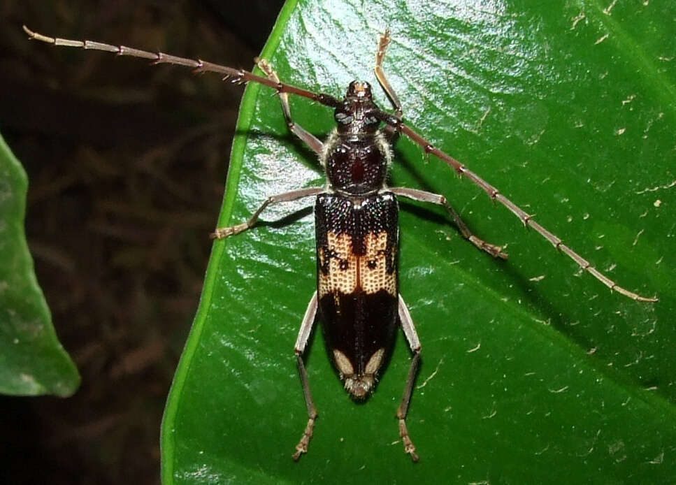 Common Eucalyptus Longhorn reference
