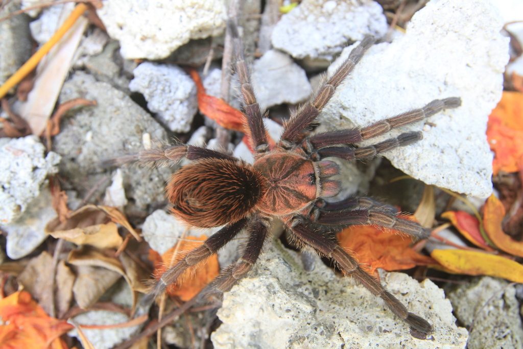 Hispaniolan Giant Tarantula reference