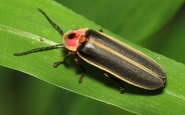 Common Eastern Firefly reference