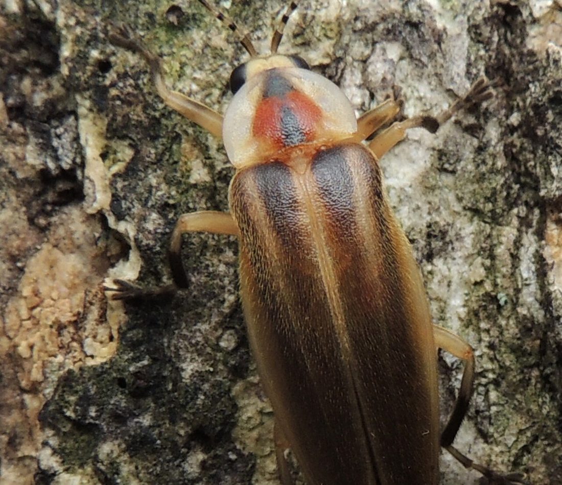 Pennsylvania Firefly reference