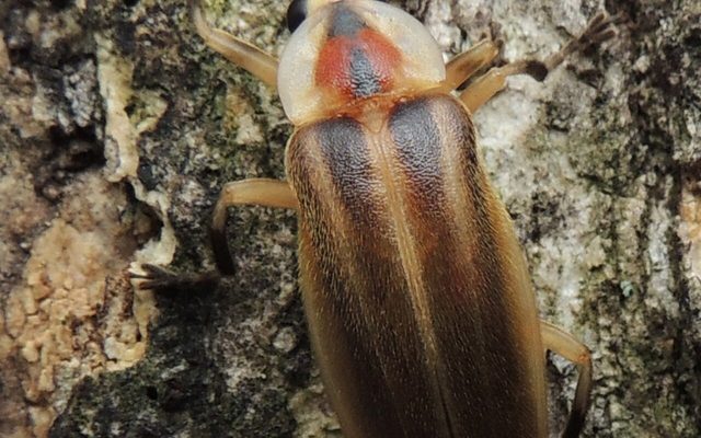 Pennsylvania Firefly reference