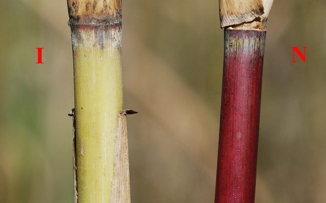 Common Reed reference
