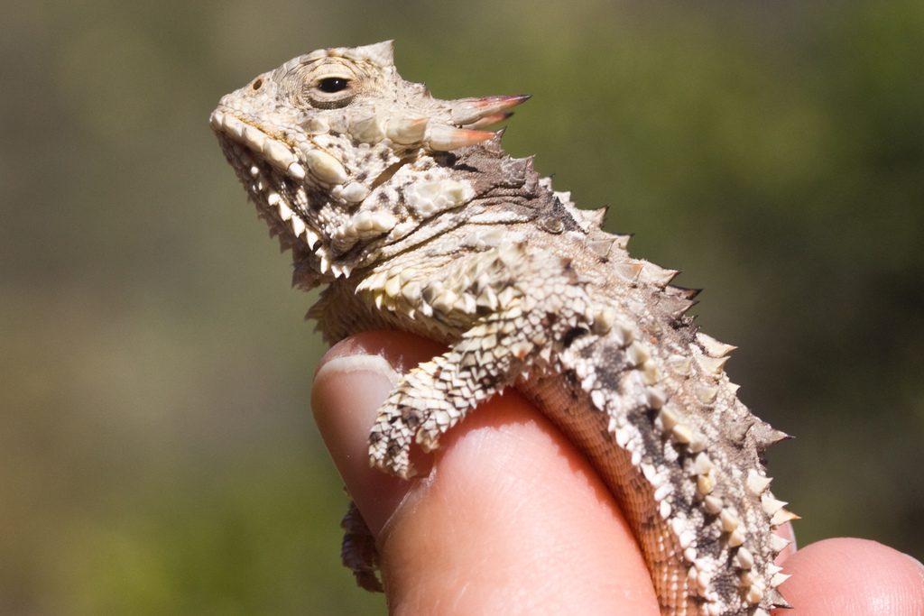 Blainville's Horned Lizard reference