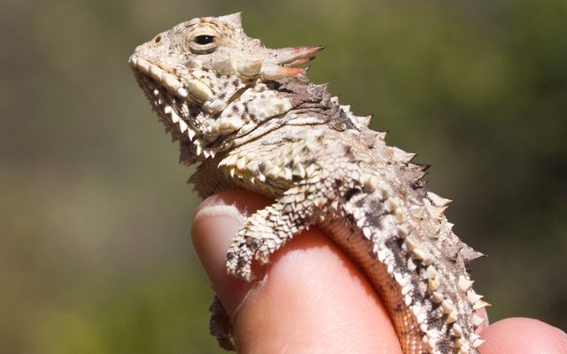 Coast Horned Lizard reference