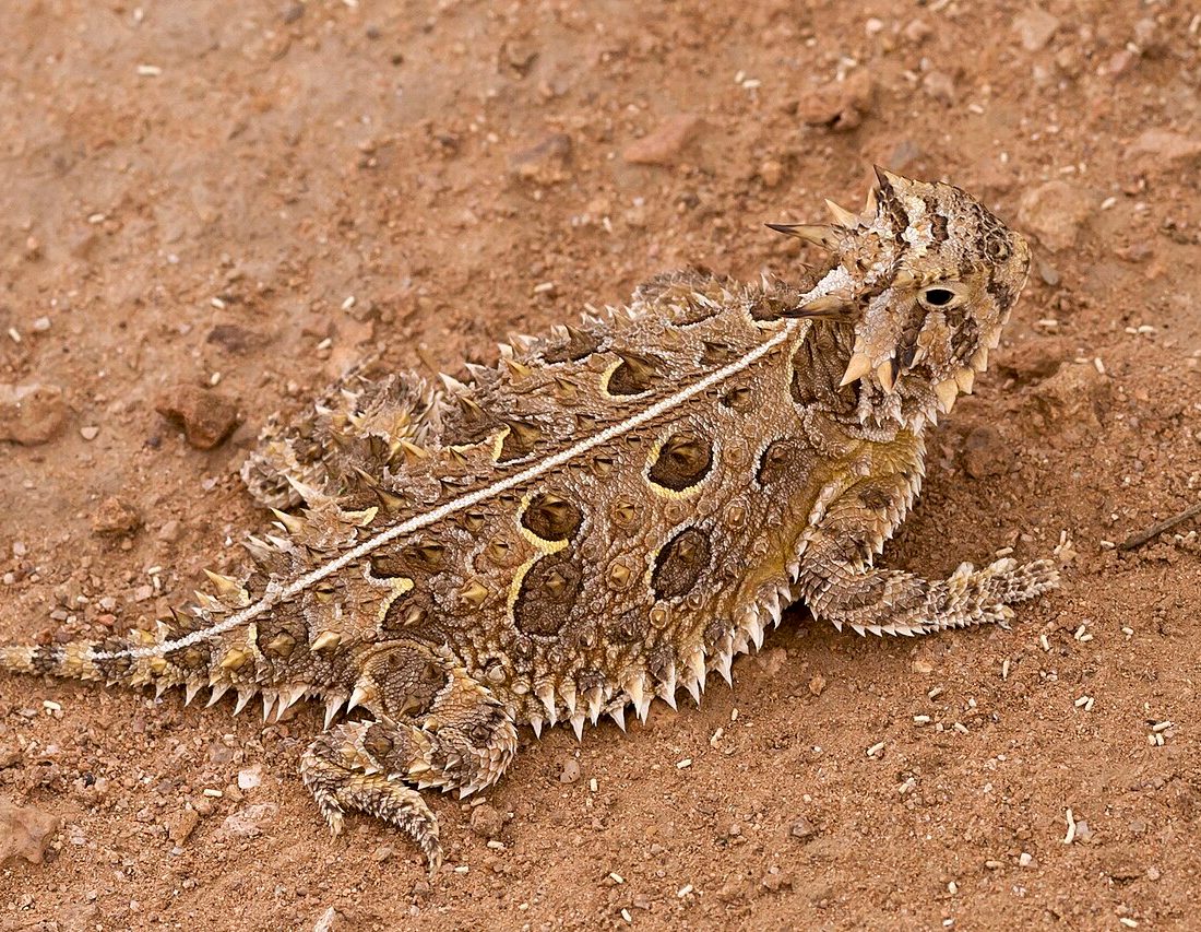 Texas Horned Lizard reference
