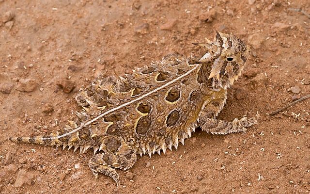 Texas Horned Lizard reference