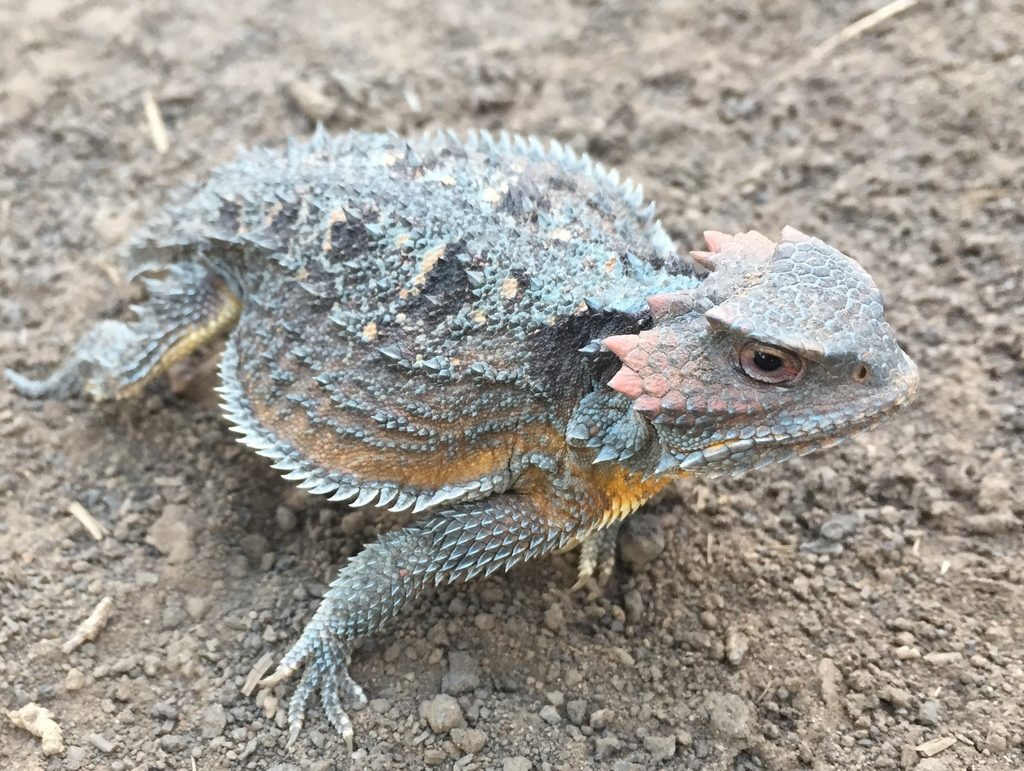 Greater Short-Horned Lizard reference
