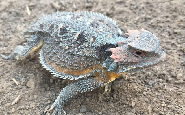 Greater Short-Horned Lizard reference