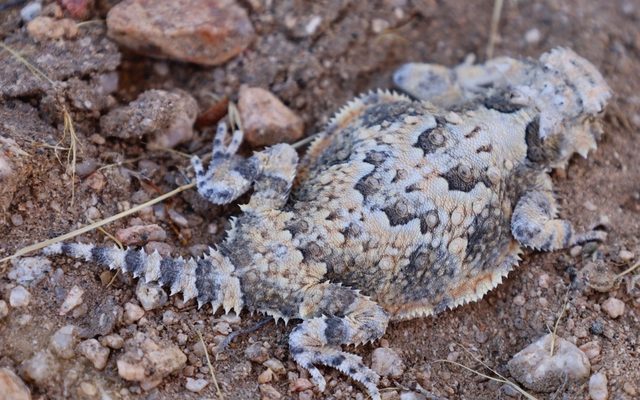 Desert Horned Lizard reference