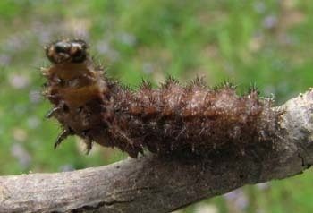 Pearl Crescent reference