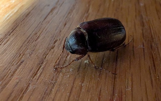 May Beetle reference