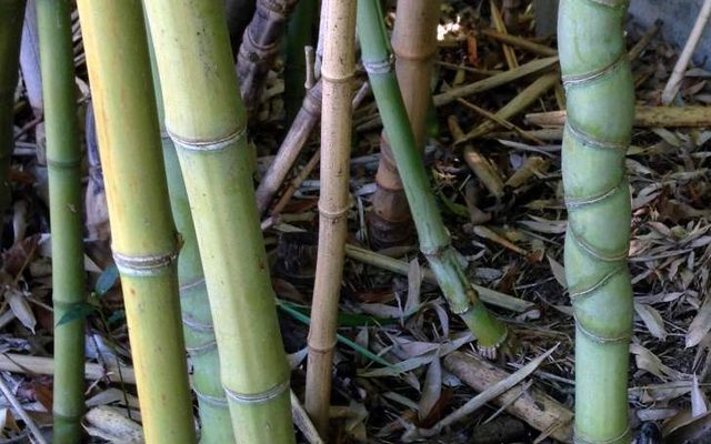 Golden Bamboo reference