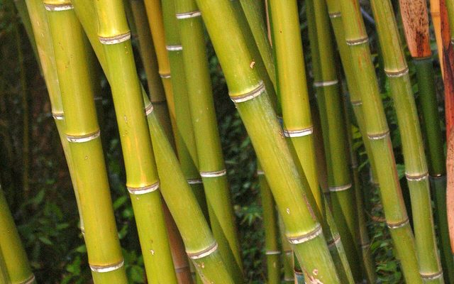 Madake Bamboo reference