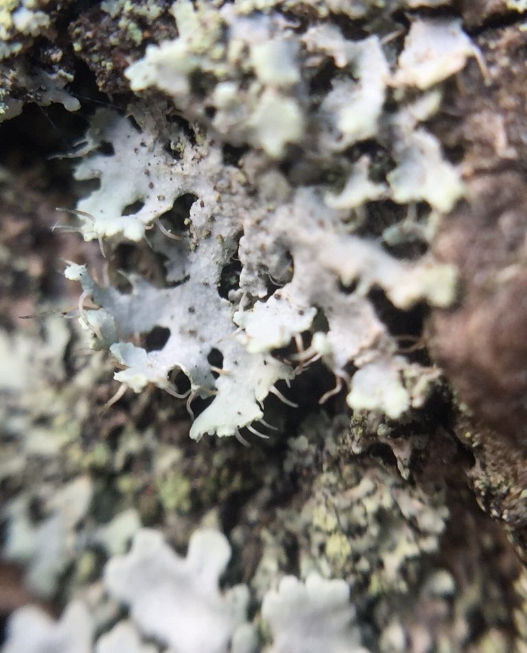 Hoary Frost Lichen reference