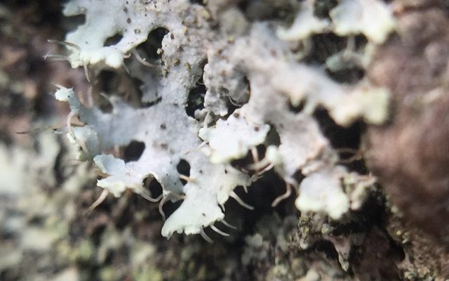 Hooded Rosette Lichen reference