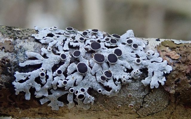 Hoary Rosette Lichen reference