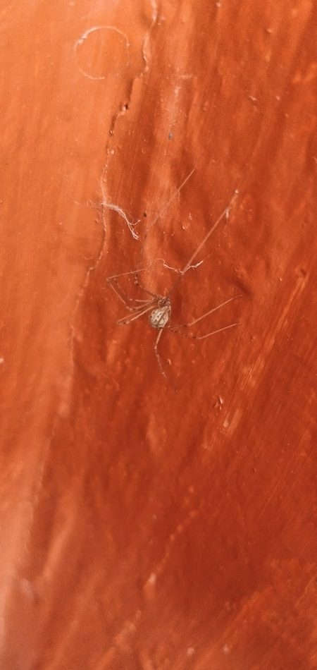 Short-bodied Cellar Spider reference