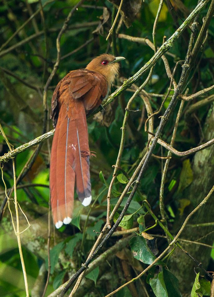 Squirrel Cuckoo reference