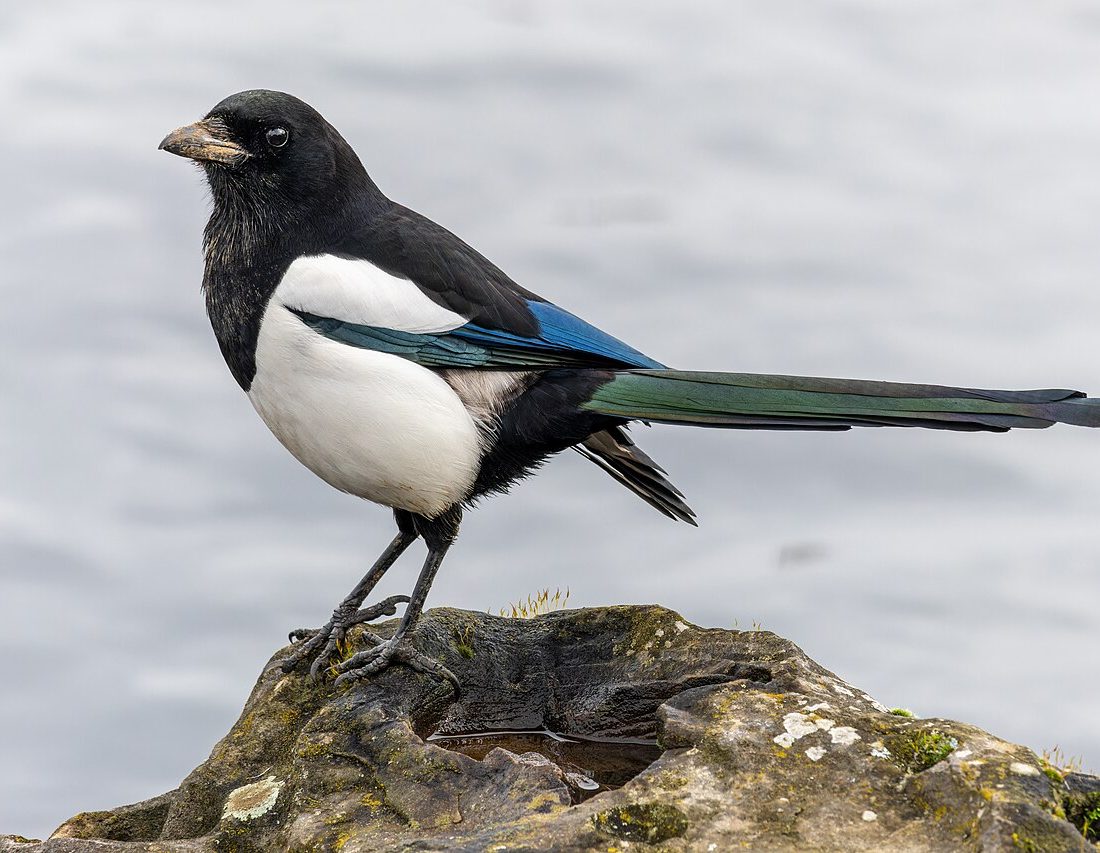Eurasian Magpie reference