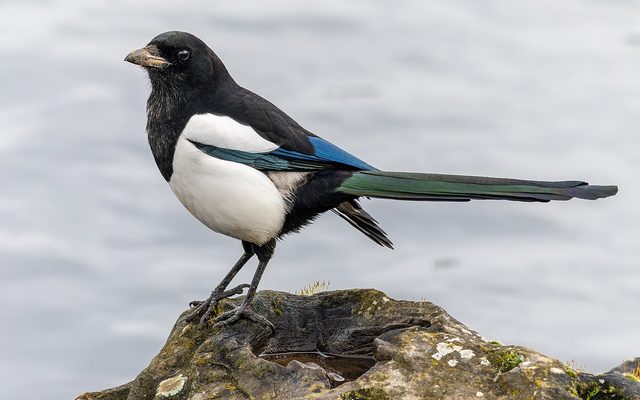 Eurasian Magpie reference